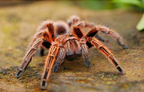 Spider Tarantula Creepy Scary Arachnid Fear