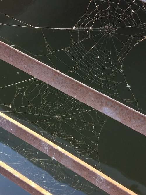 Spider Web Nature Cobweb Creepy Dew Water Drops