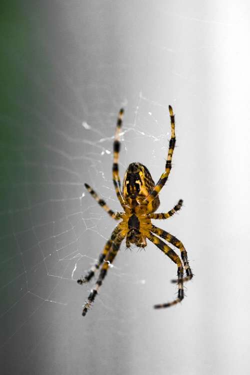 Spider Orange Garden Web Arachnid Legs Buyukada