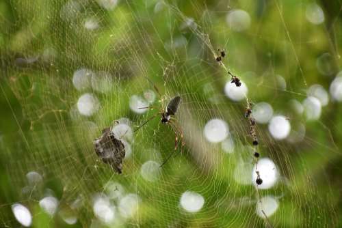 Spider Web Jungle Brazil Nature Animals
