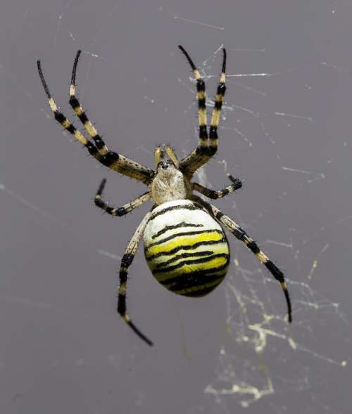 Spider Arachnid Nature Hairy Terrifying