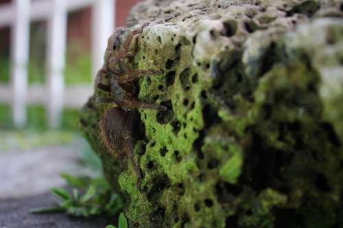 Spider Tarantula Hairy Insects Arachnophobia