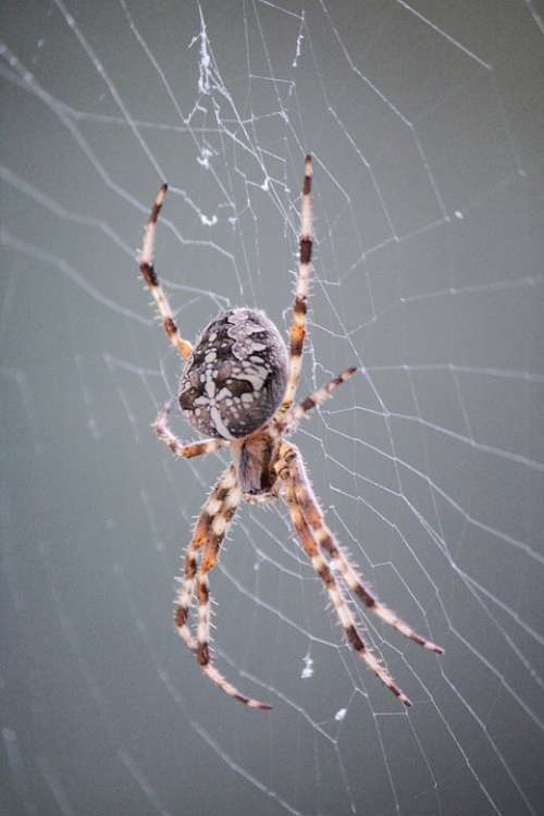 Spider Araneus Cobweb Close Up Nature Animal Web