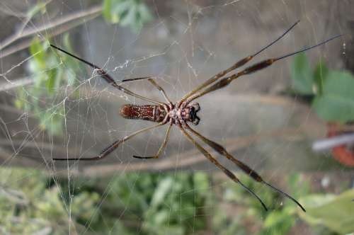 Spider Web Nature Horrifying Halloween Trap
