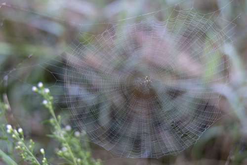 Spider Web Dew Cobweb Morning