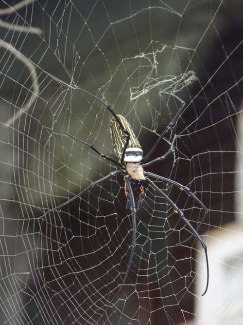 Spider Cobweb Insect
