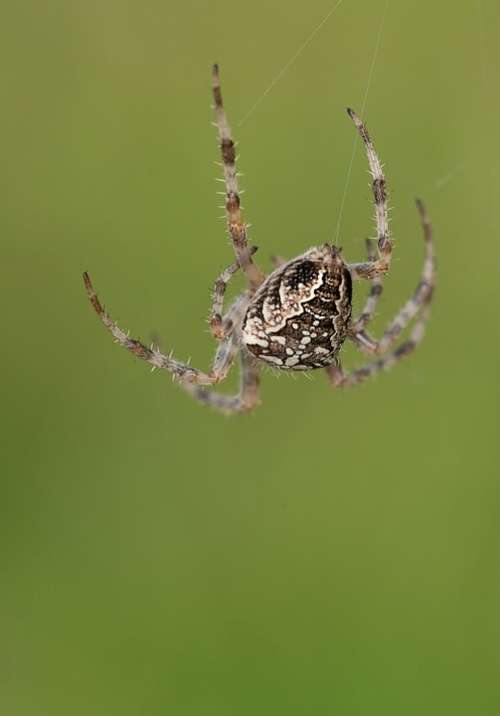 Araneus Spider Cobweb Web Nature Close Up Animal