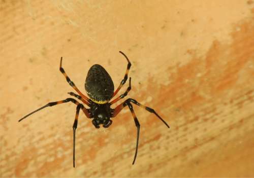 Spider Web Arachnid