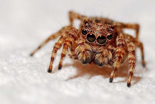 Spider Macro Insect Arachnid Nature Small Animal