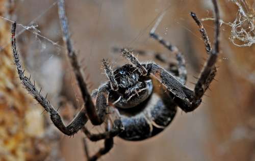 Spider Arachnid Macro Insect Nature Animal