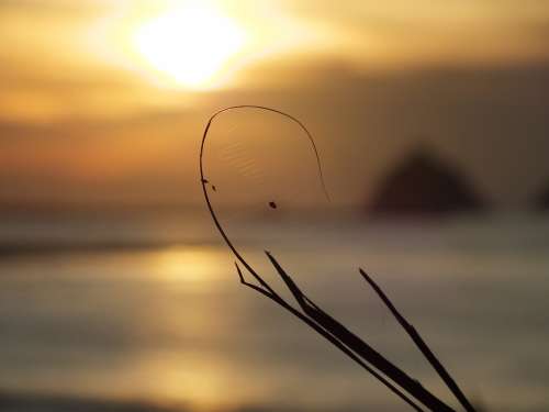 Spider Web Sunset Sea Spider Nature Insects