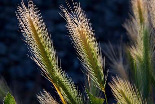 Spike Awns Grass Grain Cereals Wild Grain