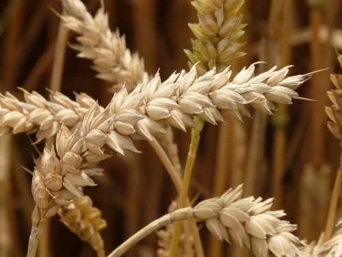 Spike Wheat Cereals Grain Field Wheat Field