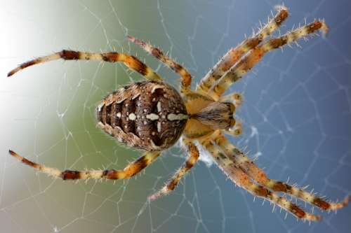 Spider Web Nature Bug Animal Macro Legs Creepy