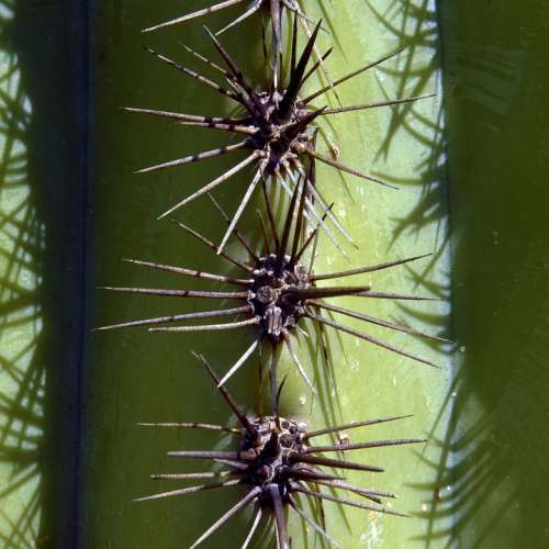 Spines Of A Saguaro Cactus Arizona Desert Tucson