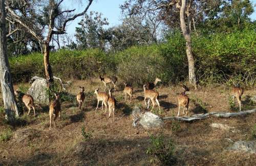 Spotted Deer Chital Axis Axis Deer Wildlife Mammal