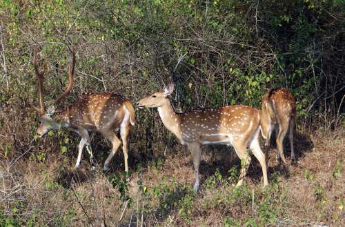 Spotted Deer Chital Axis Axis Deer Wildlife Mammal