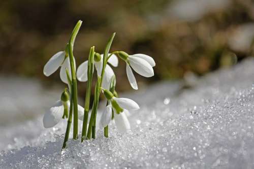 Spring Snowdrop Flower