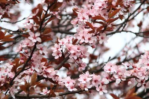 Spring Flowers Pink Nature Plant Blooming Tree