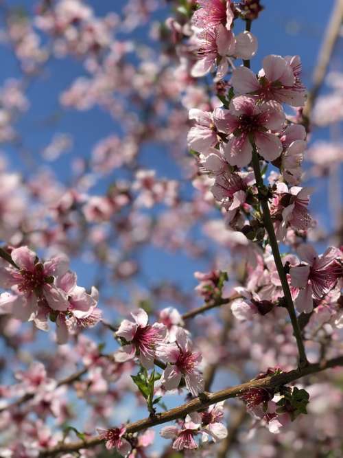 Spring Sky Flowers Cherry Nature Harmony Beauty