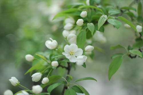 Spring Flower Flowers Blossom Blooming White