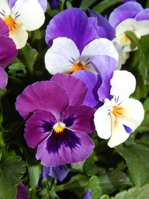 Spring Pansy Flowers
