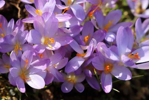 Spring Flowers Nature Flower Garden Plant