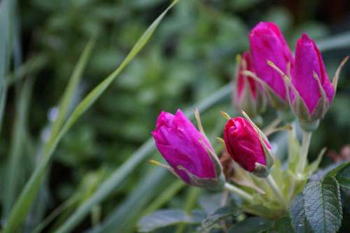 Spring Roses Flowers Mother'S Day Pink Romantic