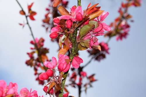 Spring The Buds Flowers Fruit Trees Garden Pink