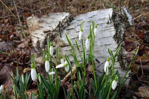 Spring Early Bloomer Flowers Snowdrop Leaves