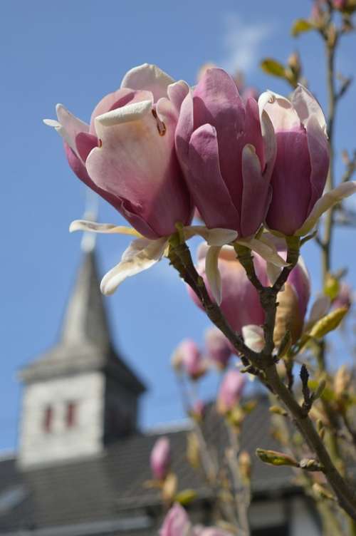 Spring Spring Day Magnolia Flowers Flower Nature