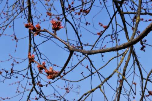 Spring Nature Flowers Flower Flora Branch Plants