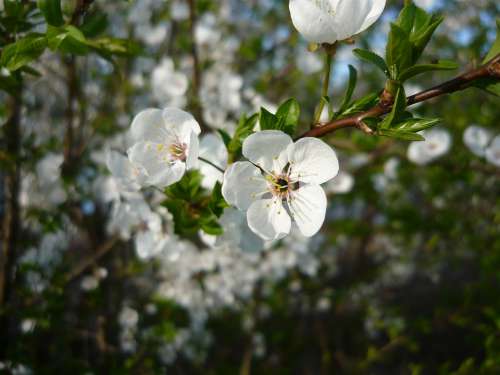Spring Flower Tree Beautifull