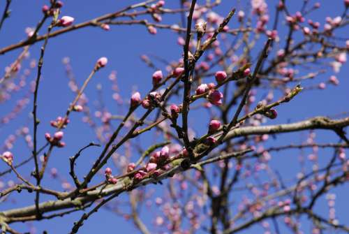 Spring Japanese Flowering Cherry Tree