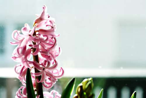 Spring Flowers Botanical Beauty Season Hyacinth