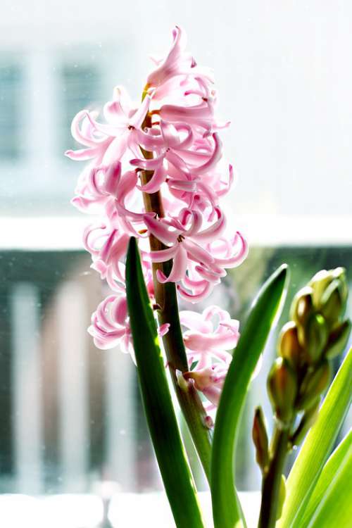 Spring Flowers Botanical Beauty Season Hyacinth