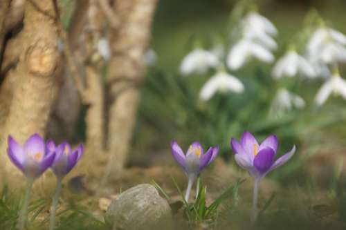 Spring Flower Purple Nature Crocus Snowdrop