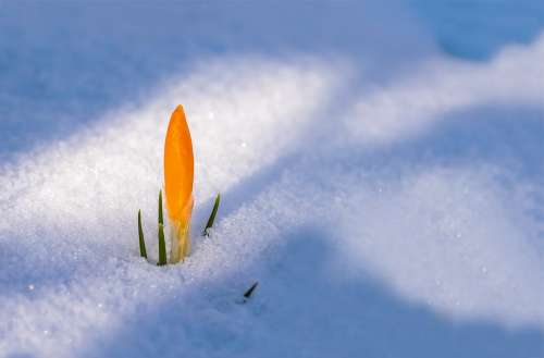 Spring Awakening Crocus Flower Snow Snow Cover