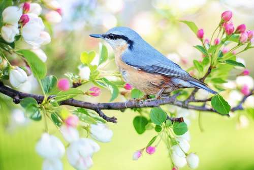 Spring Bird Bird Spring Blue Nature Branch