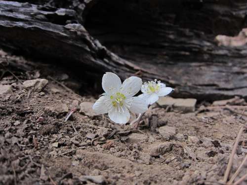 Spring Flower Swild Flowers Rana Flowers