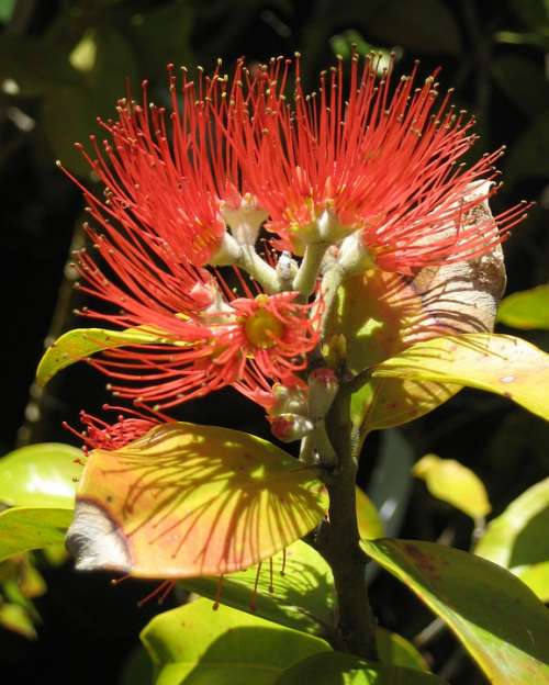 Springfire Flower Bloom Blooming Plant