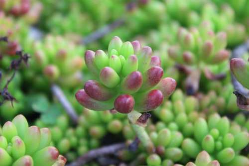 Sprout Macro Plant Small Macro Nature Plant Green