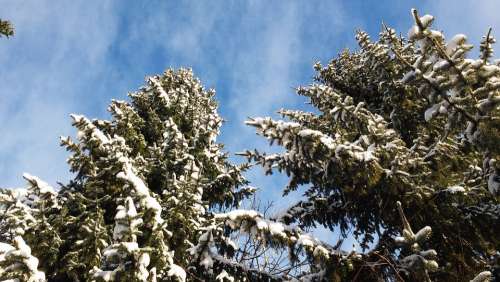 Spruce New Zealand Sky Trees Conifers Snow