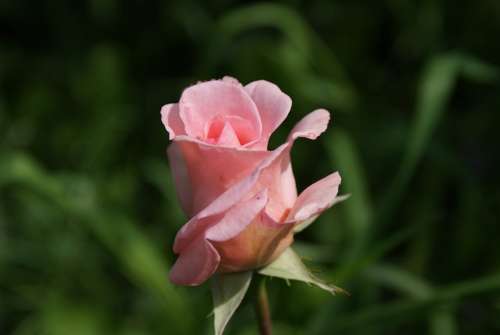 Square Flower Rose Freshman Pink