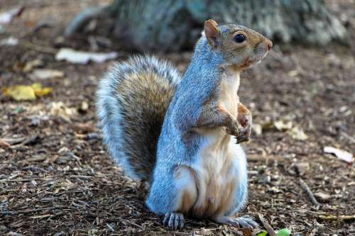 Squirrel Common Squirrel Eating Ground Furry