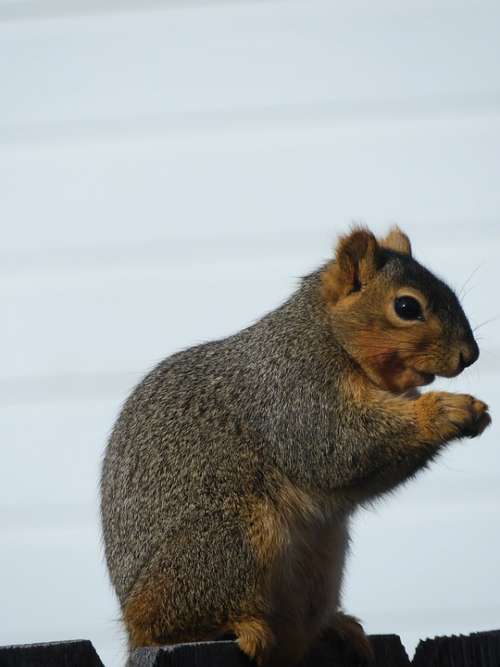 Squirrel Rodent Cute Animal Fur Wild Nuts Eating