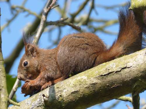 Squirrel Walnut Animal Autumn Tree