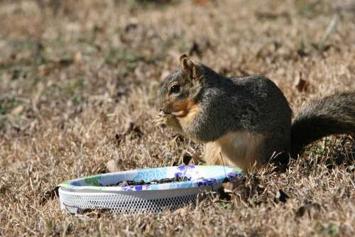 Squirrel Backyard Eating