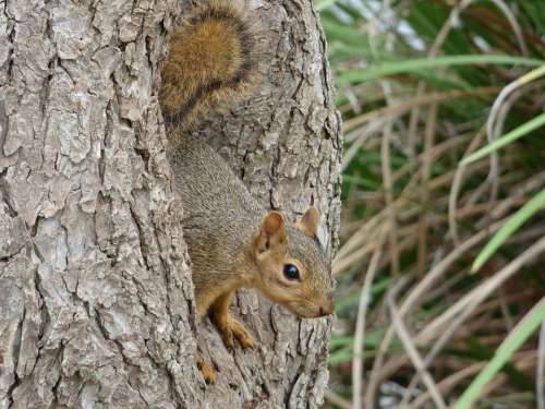 Squirrel Tree Park Animal Nature Wildlife Furry
