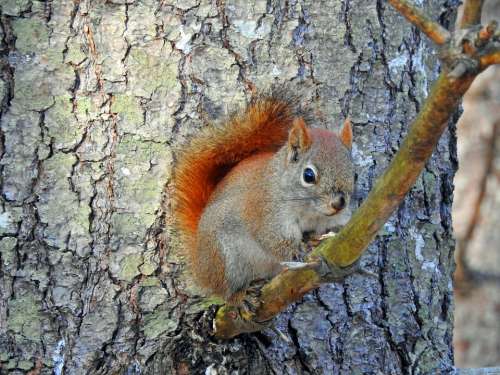 Squirrel Nature Tree Cute Rodents Small Curious